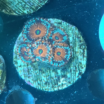 White Zombie Zoanthids Coral