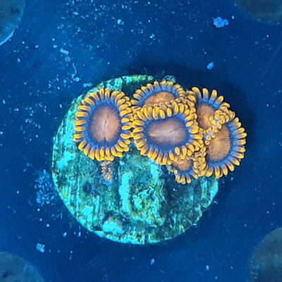 Bam Bam Zoanthids Coral