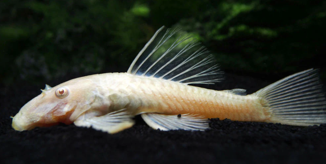 Albino Suckermouth Catfish
