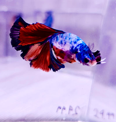 Betta Koi 1