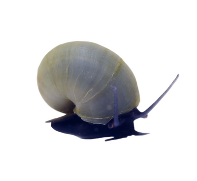 Blue Snail