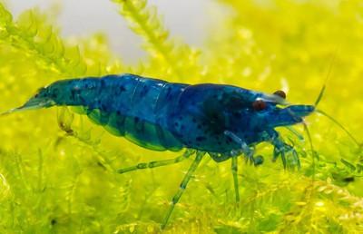 Blue neocaridina shrimp