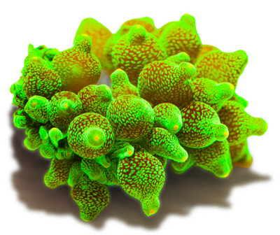 Bubble Anemone Green