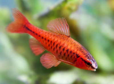 Cherry barb