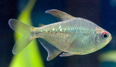 Diamond Tetra