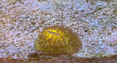 Fungia Dome Coral
