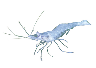 Ghost shrimp
