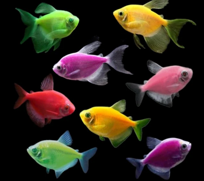 Glowfish