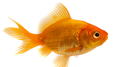 Goldfish