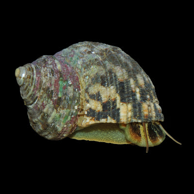 Turbo Snail