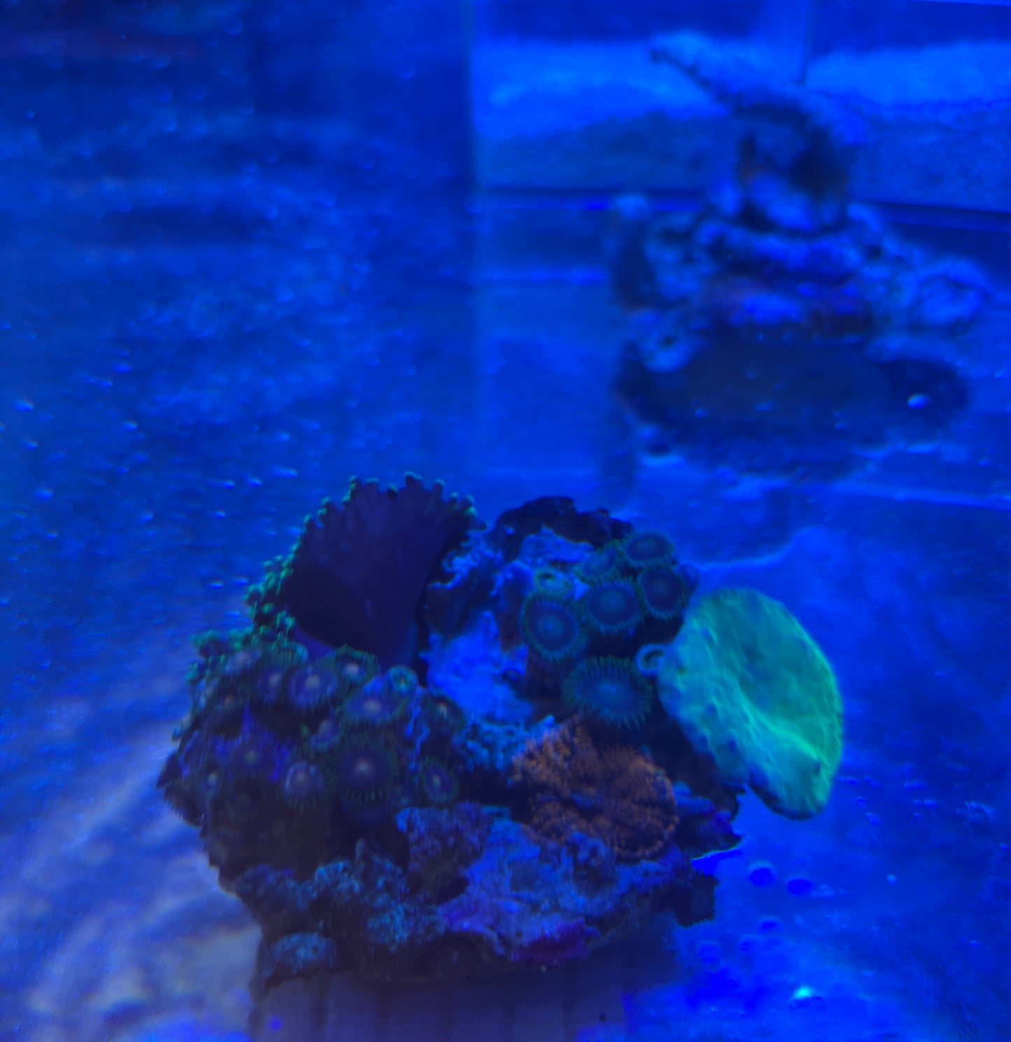 INDO Coral Combo Rock