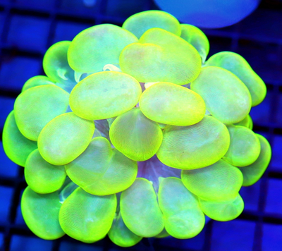 Indo Bubble coral toxic green