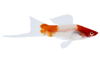 Koi Swordtail