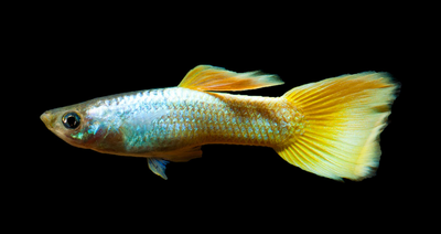 Lemon Guppy