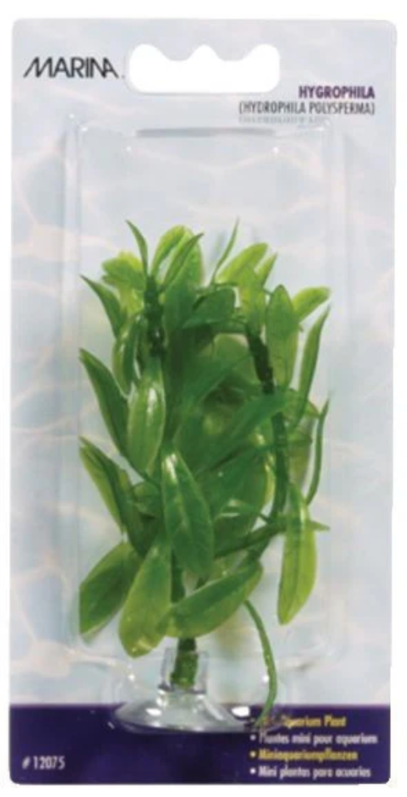 Marina AquaScaper Hygrophila 15in
