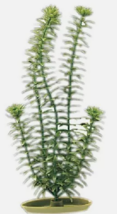 Marina Aquascaper Anacharis 15"