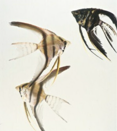 Mixed Fancy Angelfish