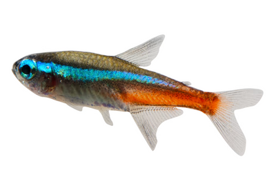 Neon tetra