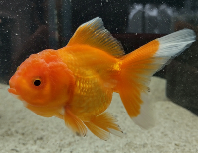 Oranda Goldfish XL