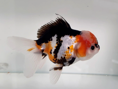 Oranda Goldfish XXL