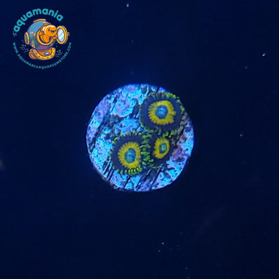 Scrambled Eggs Zoanthids Coral