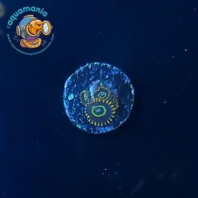 Rainbow Hornet Zoanthids Coral