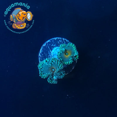 Captain America Palithoa Coral