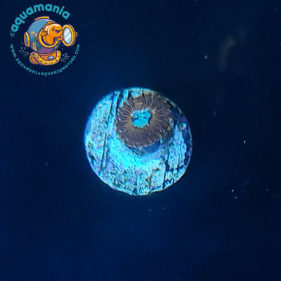 Magician Zoanthids Coral