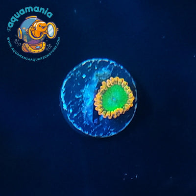 Oompa Loompa Zoanthids Coral