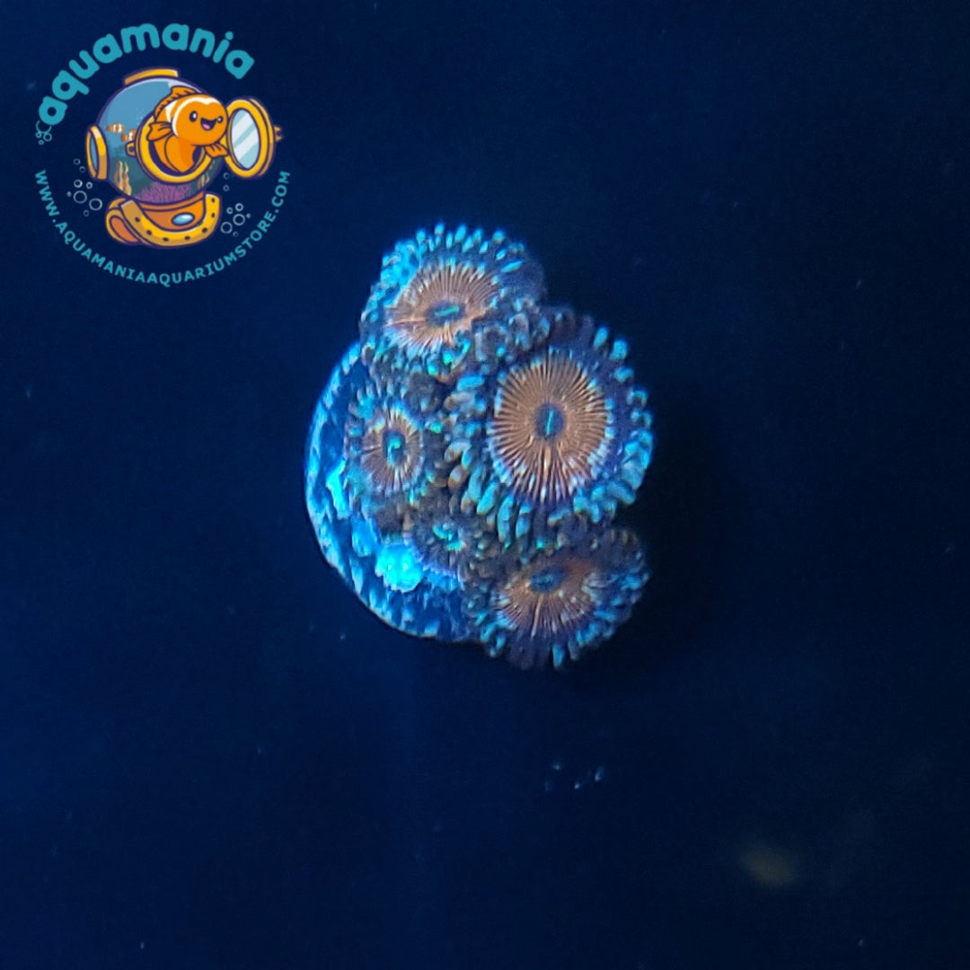 White Zombie Zoanthids Coral
