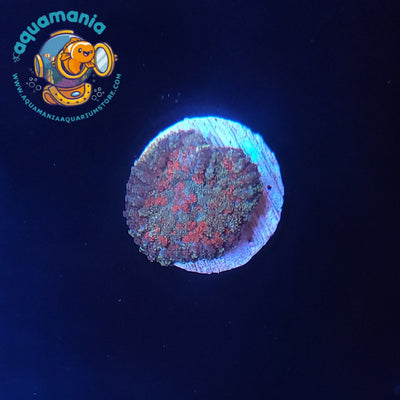 Forest Fire Mushroom Coral