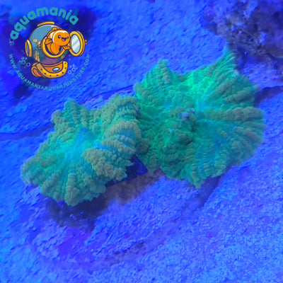 Tequila Sunrise Rhodactis Mushroom Coral