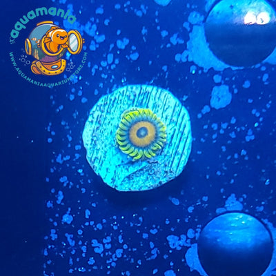 Super Saiyan Zoanthids Coral