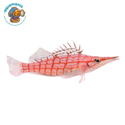Longnose Hawkfish