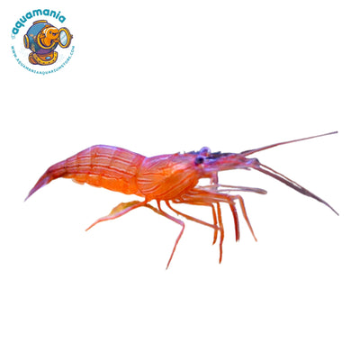 Peppermint Shrimp (Aptasia Killer)