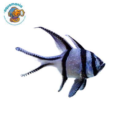 Banggai Cardinal Fish