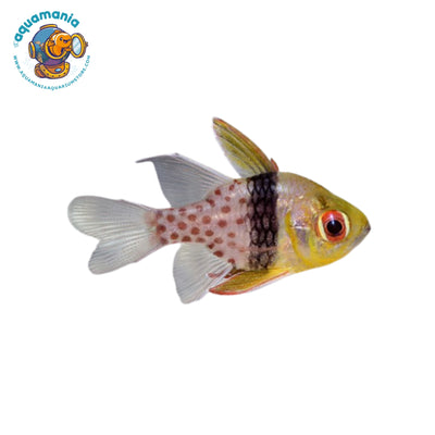 Pajama Cardinal Fish