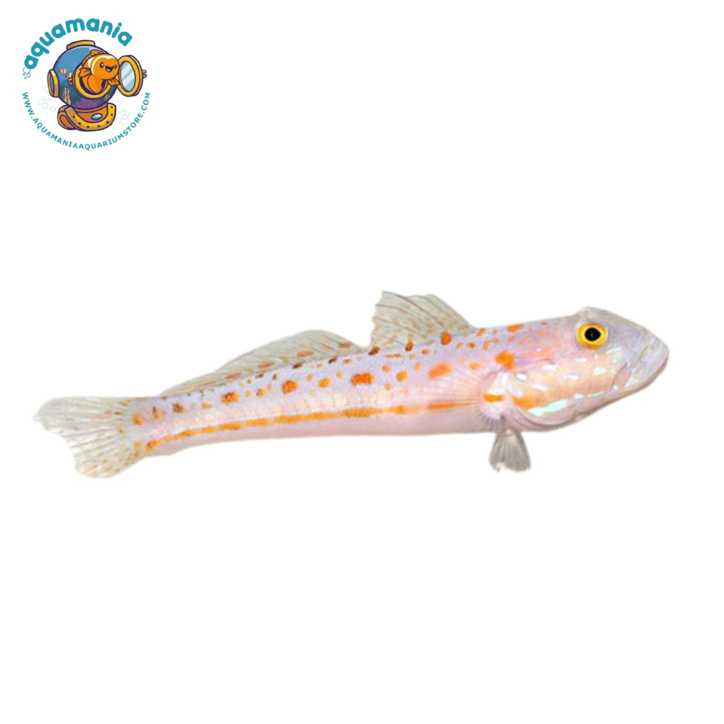 Diamond Watchman Goby