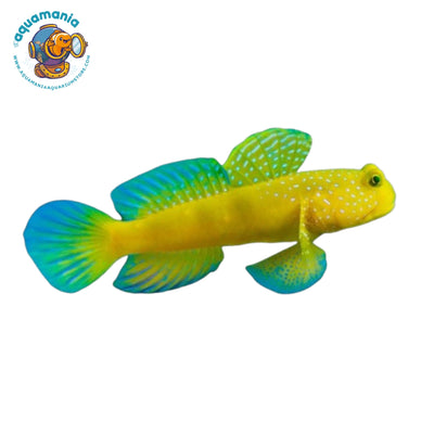 Yellow Watchman Goby