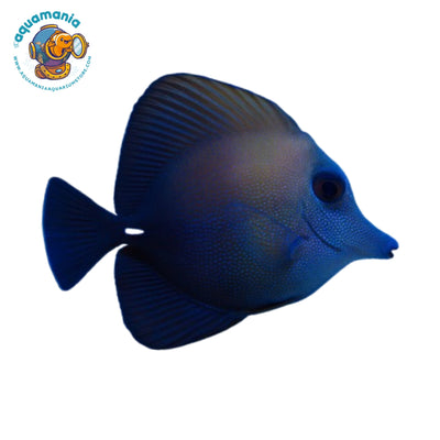 Scopas Tang