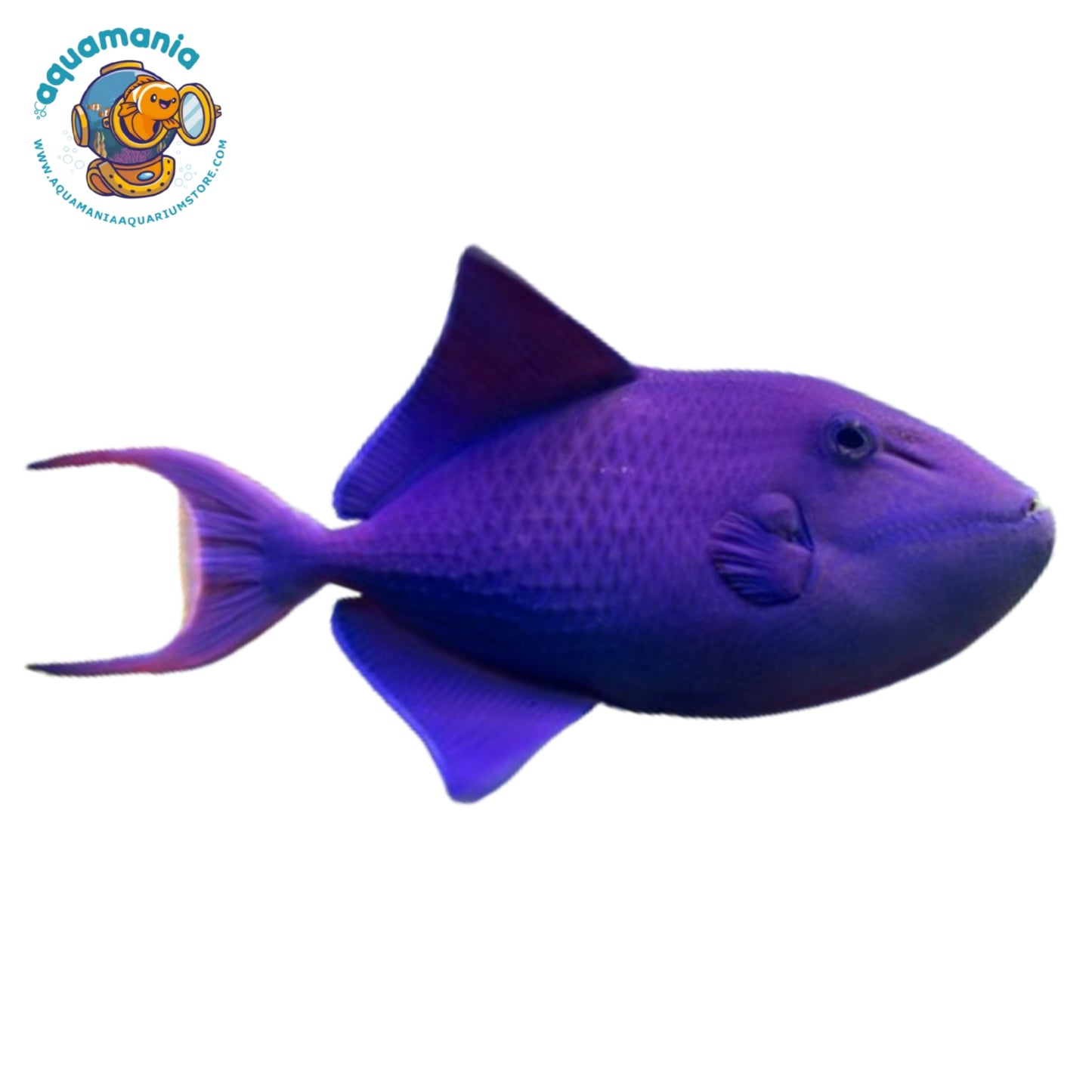 Niger Triggerfish