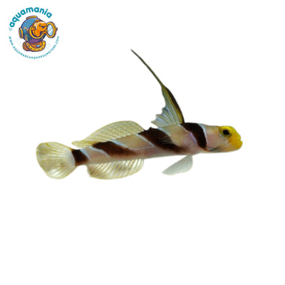 Antenna Goby