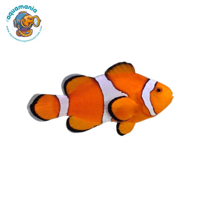 Ocellaris Clownfish