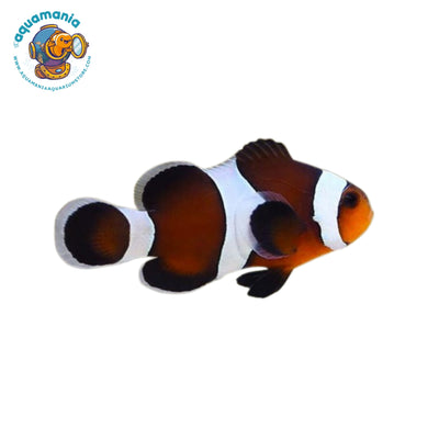 Mocha Ocellaris Clownfish