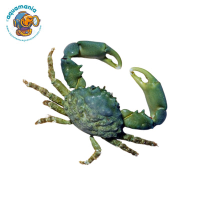 Emerald Crab