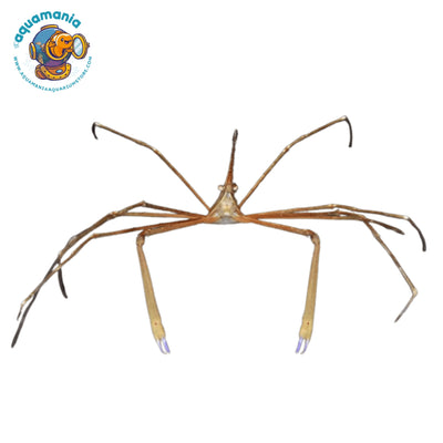 Arrow Crab (Fireworm Killer)