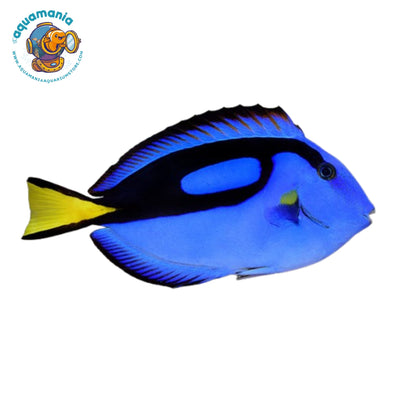 Blue Hippo Tang