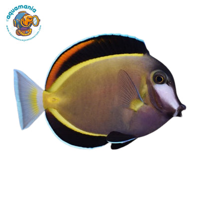 Powder Brown Tang