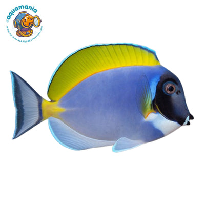 Powder Blue Tang