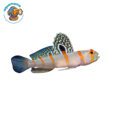 Randall’s Goby
